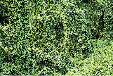 《饿殍：明末千里行》日配正式实装 知名声优钉宫理惠出演女主